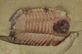 Symphysurus Trilobites With Preserved Antennae - Pos/Neg #359406-2